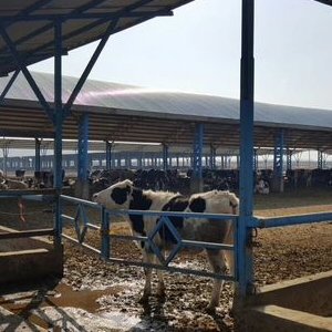 Молочные фермы в Иране